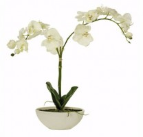 Potted Orchid