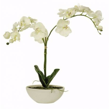 Potted Orchid